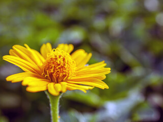 Pretty yellow creeping daisy flower, close-up of pollen yellow creeping daisy flower,  yellow creeping daisy flowers growing in spring