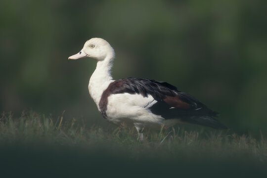 Profile portrait of a wild Radjah shelduck (Radjah radjah) standing on grass, Australia