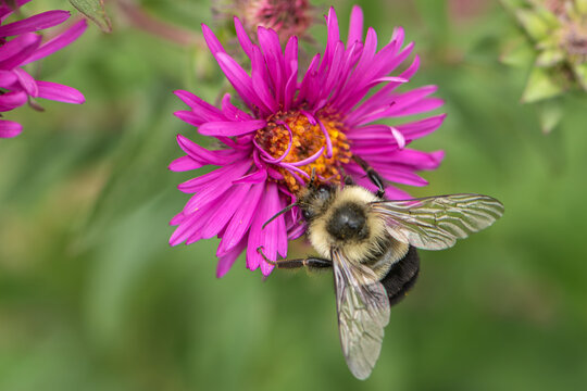 Common eastern bumblebee on hot pink aster 2