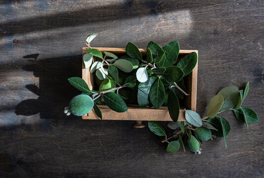 Overhead view of a Wooden box filled with freshly cut feijoa branches and fruit