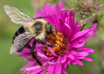 Common eastern bumblebee on hot pink aster 3