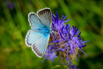 A close-up macro shot of a blue butterfly on a violet flower with a green grass background