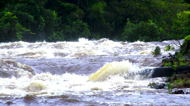 A turbulent tropical river with foaming waves flows through a dense rainforest. Uncontrolled power of water in tropics.