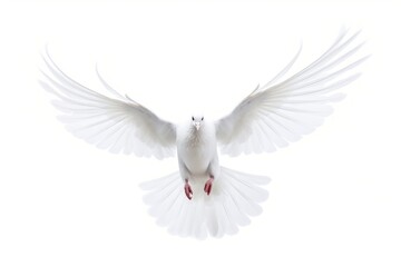 Fototapeta premium Dove flying animal white bird.