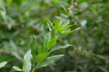Obraz premium Aloysia polystachya plant known as burro or burrito