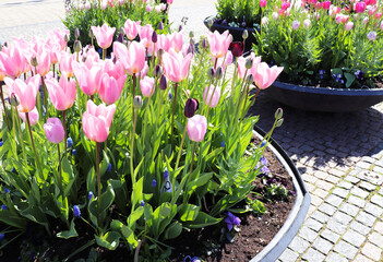 spring time. blooming tulips in a garden flower bed