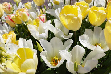 Fototapeta premium spring time. blooming tulips in a garden flower bed