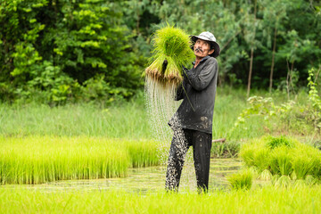 Asian man rice farmer work and carry rice seedlings to transplant at green rice field in rainy season.Thai farmer smoking and working prepared for planting.High speed shutter stop water drops.