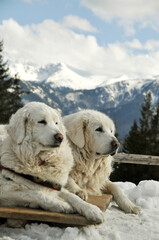 Two large white Podhalan sheepdogs resting in the snow in the mountains during winter Podhale