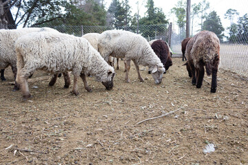 Obraz premium Sheep with their babies on the farm