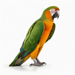 Fototapeta premium A close-up of a beautiful, colorful macaw parrot, isolated against a white background, highlighting its vibrant feathers and striking features.