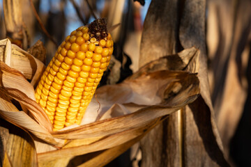 Ripe yellow corn cob isolated in a dry husk on a maize plant in the field, representing the bounty of autumn harvest, agriculture, and organic farming with a vibrant natural beauty