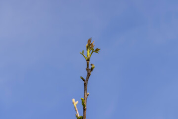sunny weather in an orchard with walnuts