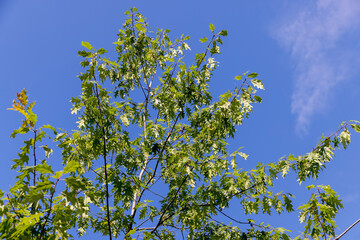 Fototapeta premium the oak tree in the summer in sunny weather