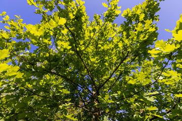 Fototapeta premium oak leaves in spring with blue sky