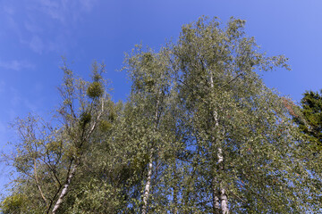changing the color of the foliage of trees in the middle of summer