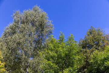 different types of trees in the summer in sunny weather