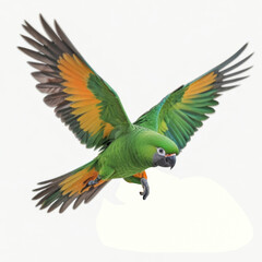 Fototapeta premium A close-up of a beautiful, colorful macaw parrot, isolated against a white background, highlighting its vibrant feathers and striking features.