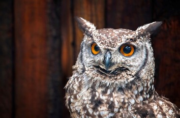 Cape spotted owl (Bubo africanus), Garden Route Birds of Prey Rehab Centre, George.