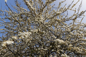 cherry blossoming with white flowers