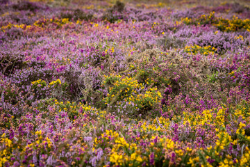 Fototapeta premium An abundance of gorse and heather blooming on moorland in Cornwall, with a shallow depth of field