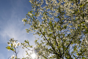 sunny weather in an orchard with cherries