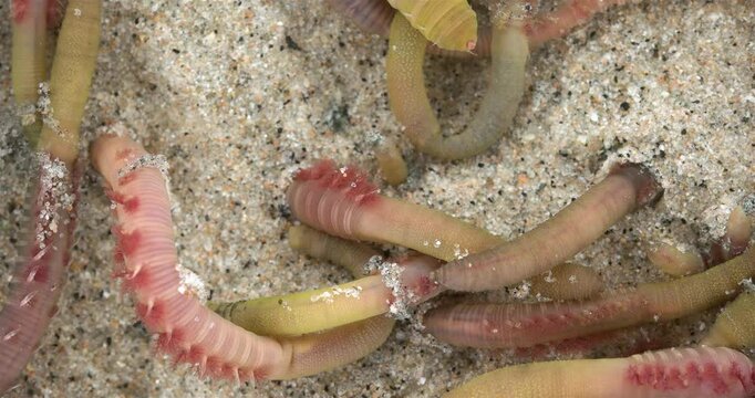 Colony of Arenicola marina worms close-up, class Polychaeta. They inhabit the intertidal zone and dig holes in silty-sandy soil. White Sea