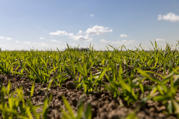 Obraz premium green wheat sprouts in a farmer's field