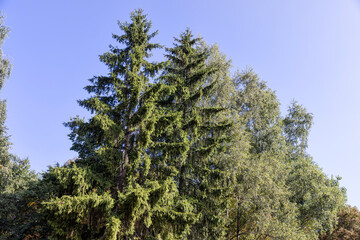 green needles of the pine coniferous tree in sunny weather