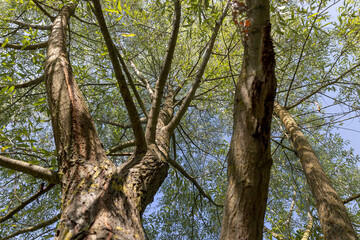 Obraz premium the willow tree in the summer in sunny weather