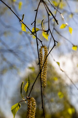 foliage and flowers of the birch tree in spring