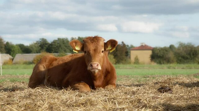 A young cute brown calf of a purebred Limousin beef cow with tags on its ears is resting in a pasture, lying on a bed of straw. Breeding of cattle on farms and in agriculture for meat.