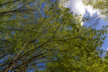 Fototapeta premium a green forest during warming