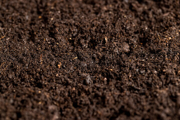 mixed soil with the addition of peat to increase fertility