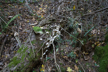 Fototapeta premium evocative image of the undergrowth of the Mediterranean maquis in southern Italy