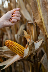 Human hand holding kernels falling from a ripe corn cob in the field, illustrating the natural process of harvest and maize production, showcasing the bounty of organic farming and agriculture