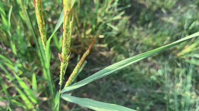 closeup shot of panicle of Red Rice crop which grows naturally in ponds created by rain without sowing,