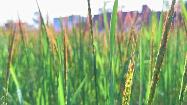 Push in shot of Red Rice crop which grows naturally in ponds created by rain without sowing, Pasai Chawal crop are eaten in all over india durnig some fasts and festivals,