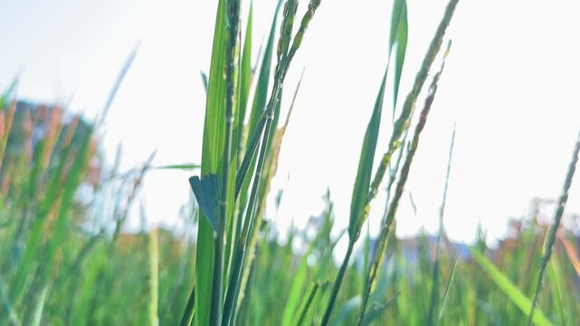 Jib Up shot of Red Rice crop,
which grows naturally in ponds created by rain without even sowing, it's been eaten during a festival called harchat in india