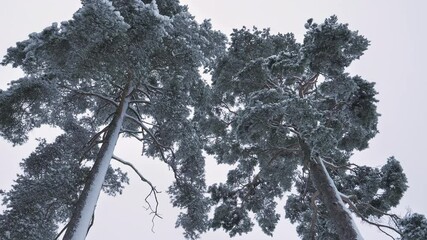 Awesome shot of big pine trees during winter showing the snow covered trees slowly moving due to the wind. Geology shot with the camera pointing upwards while turning right.
