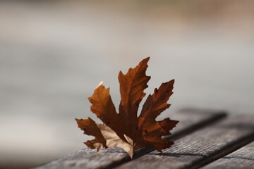 autumn leaf on old background. Plane tree leaf on the bench