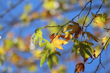 autumn leaves of  on a plane tree, fall season flora