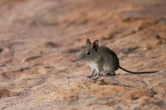 Short-eared elephant-shrew
