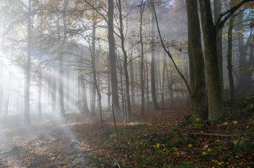 Obraz premium Sunbeams in fog in an autumn forest