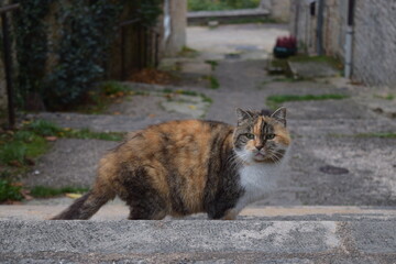 Cat in rural village looking at camera