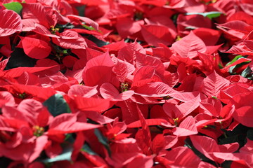 flower background of poinsettia (Euphorbia pulcherrima)