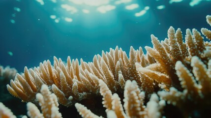 Fototapeta premium Close-up shot of coral reefs in high definition, capturing the vivid colors and intricate details of marine ecosystems