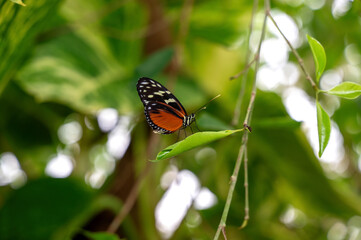 Beautiful exotic red black butterfly on a leaf