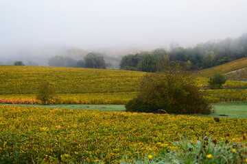 Obraz premium Fog or mist over Chablis vineyards in Burgundy, France, Europe