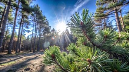 Obraz premium Aerial View of Serene Pine Forest with Lush Pine Needles on the Ground, Perfect for Nature Lovers and
